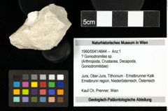 Foto (Objekt + Etiketten) von ? Goniodromites sp. 